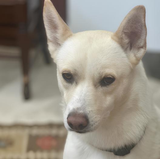 Enlarge Sunny, an adopted Siberian Husky in Encinitas, CA image 2/3