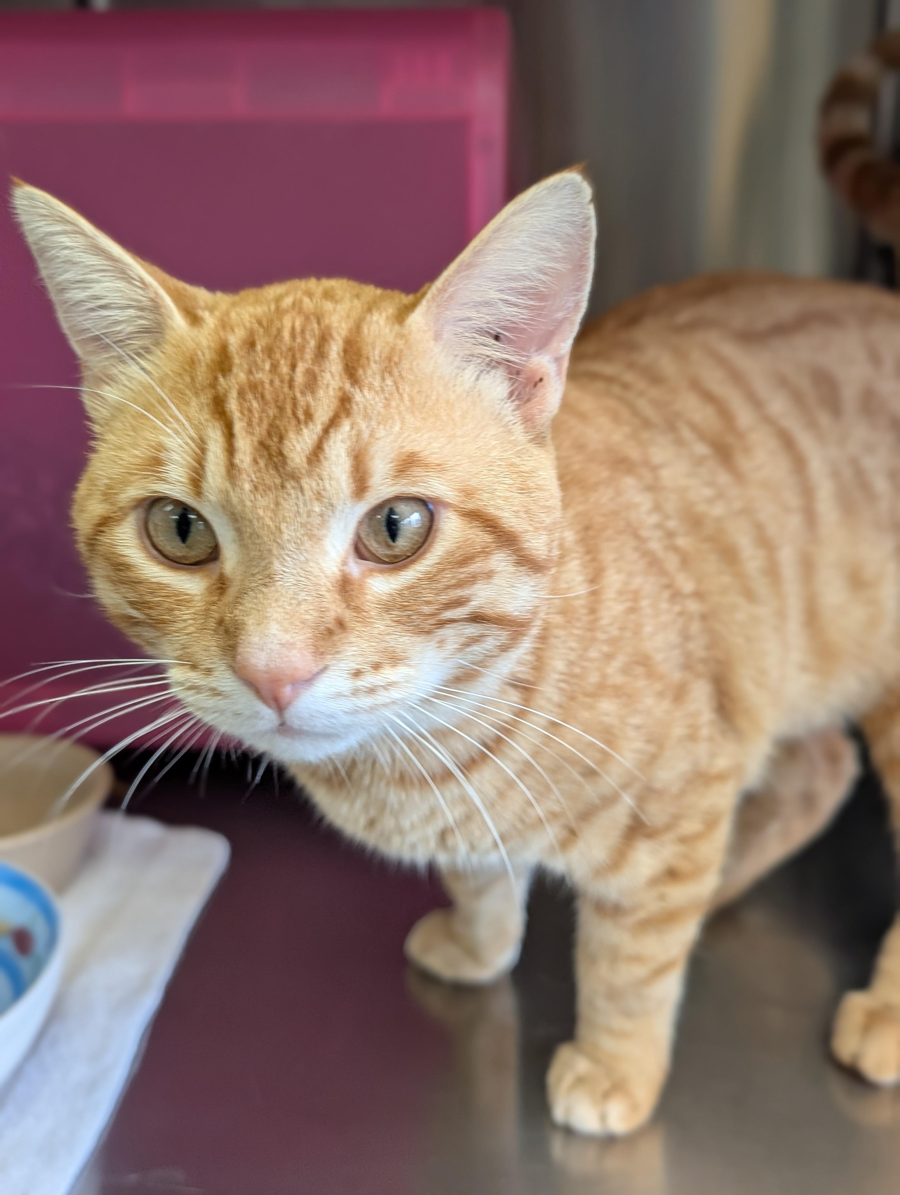 Enlarge Coop Bandit, a ADOPTABLE Domestic Short Hair in Madison, WI image 3/3