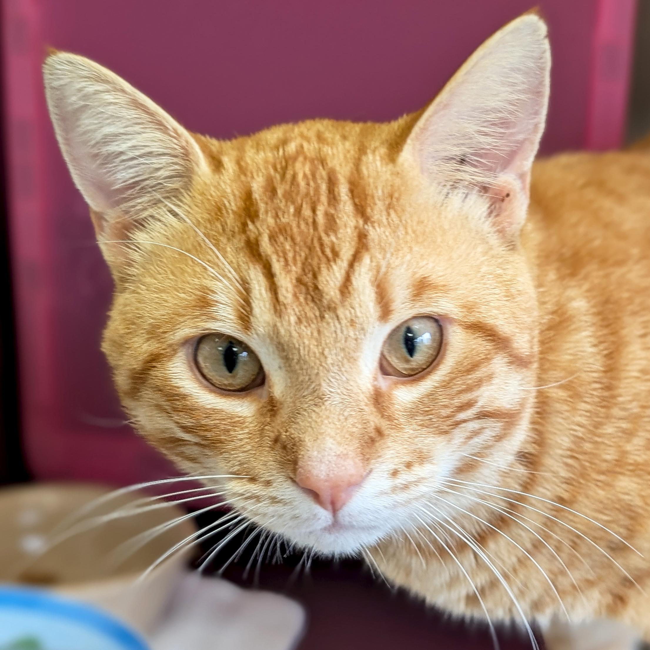 Coop Bandit, ADOPTABLE, Adult Male Domestic Short Hair.