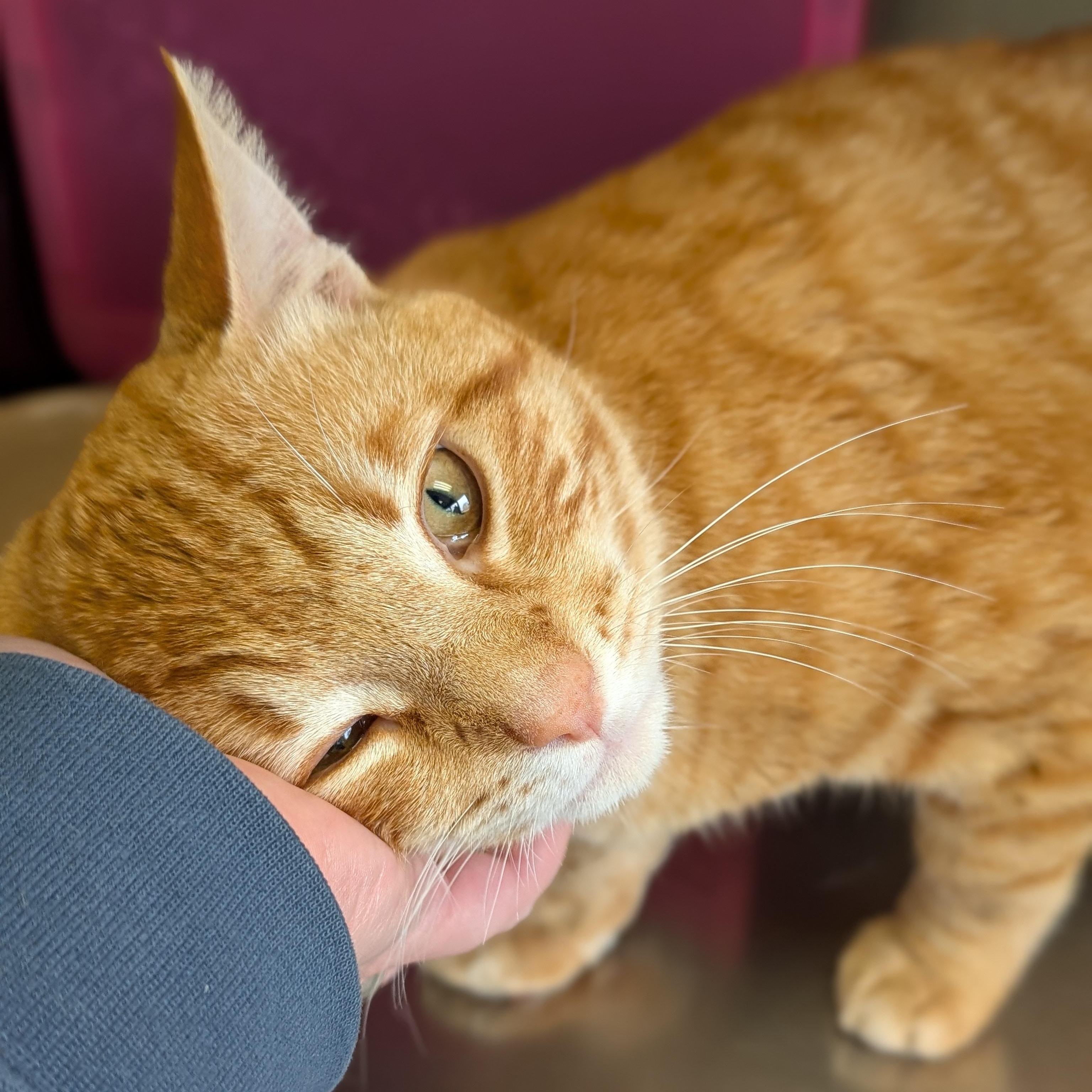 Enlarge Coop Bandit, a ADOPTABLE Domestic Short Hair in Madison, WI image 2/3