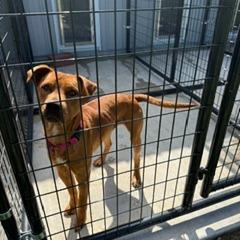 Mumbles, Adoptable, Adult Male Pit Bull Terrier & Terrier.