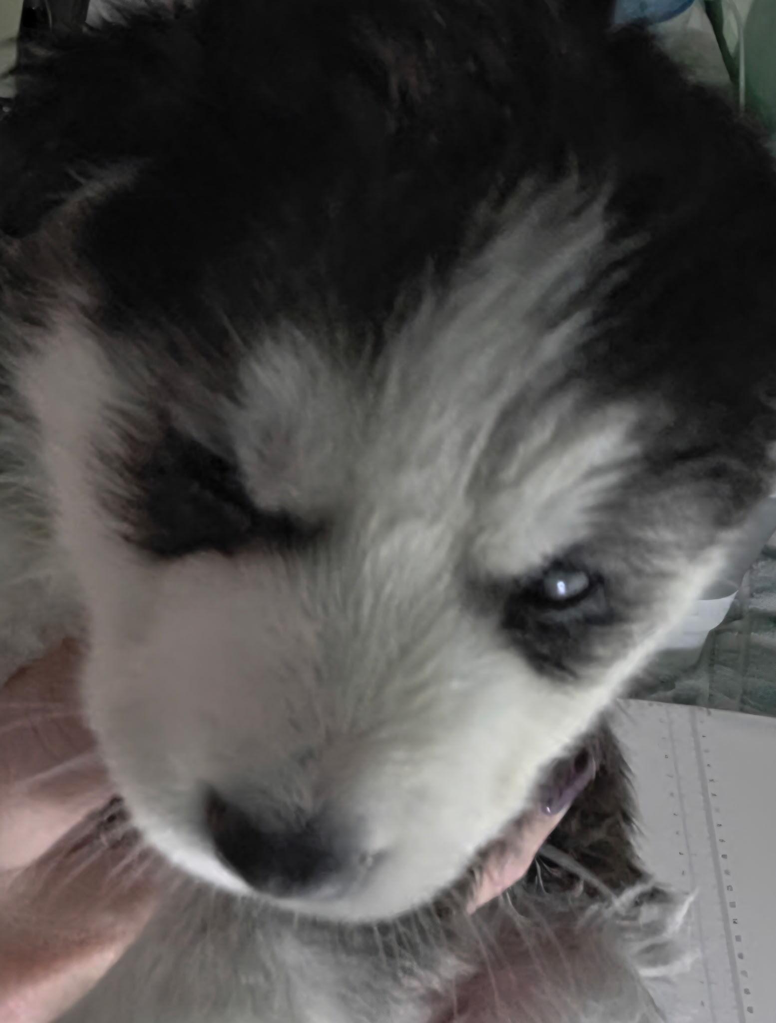 Enlarge Clementine, a Adopted Siberian Husky in Cottonwood Heights, UT image 1/6