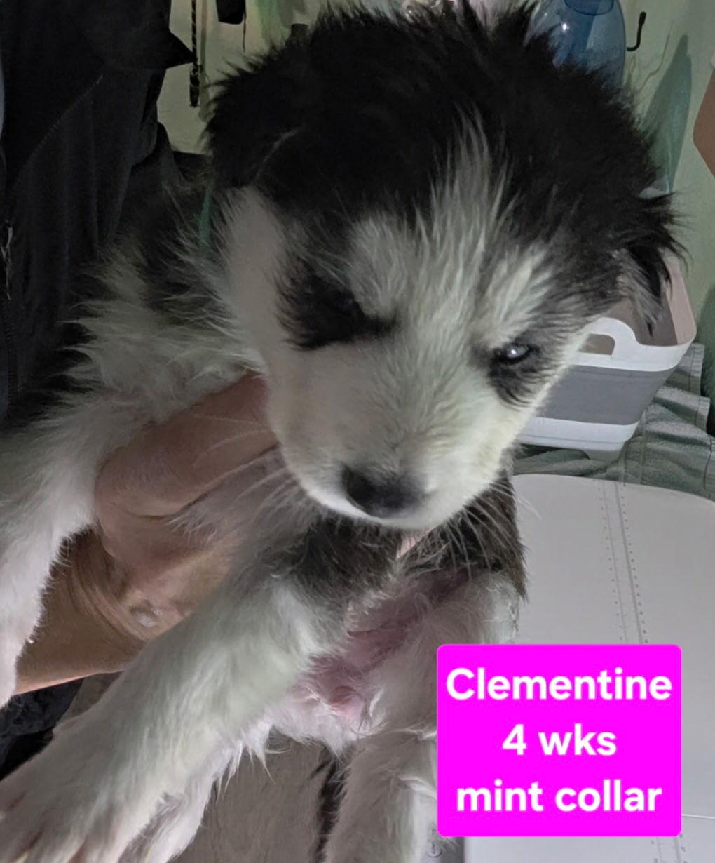 Enlarge Clementine, a Adopted Siberian Husky in Cottonwood Heights, UT image 2/6