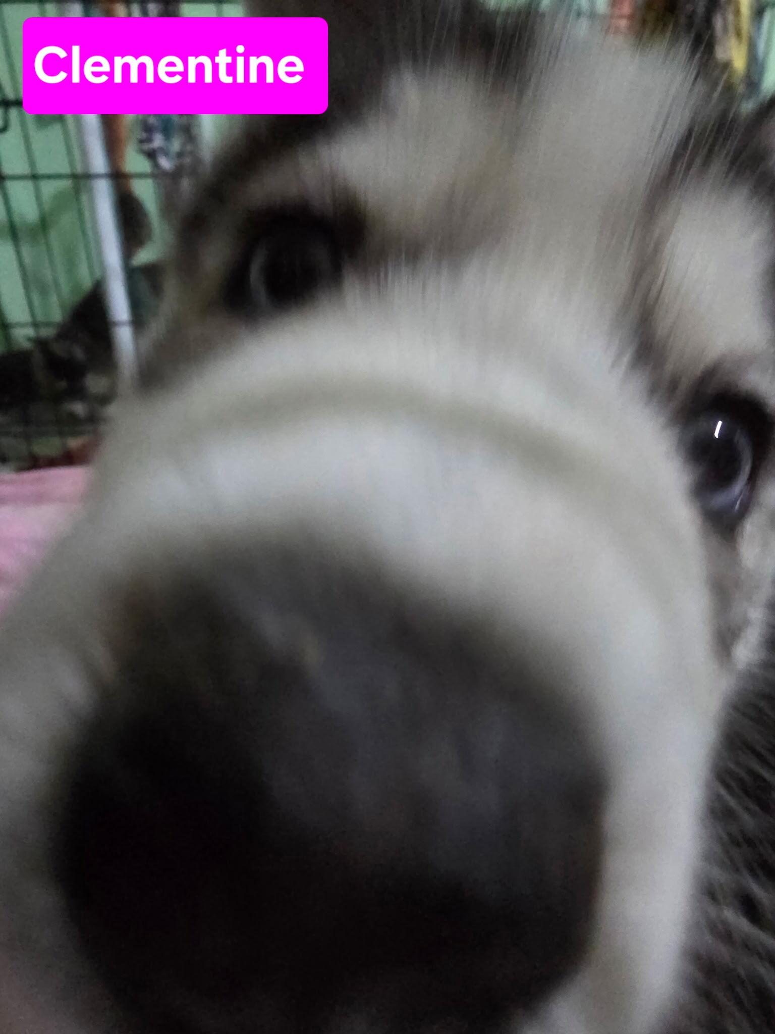 Enlarge Clementine, a Adopted Siberian Husky in Cottonwood Heights, UT image 3/6