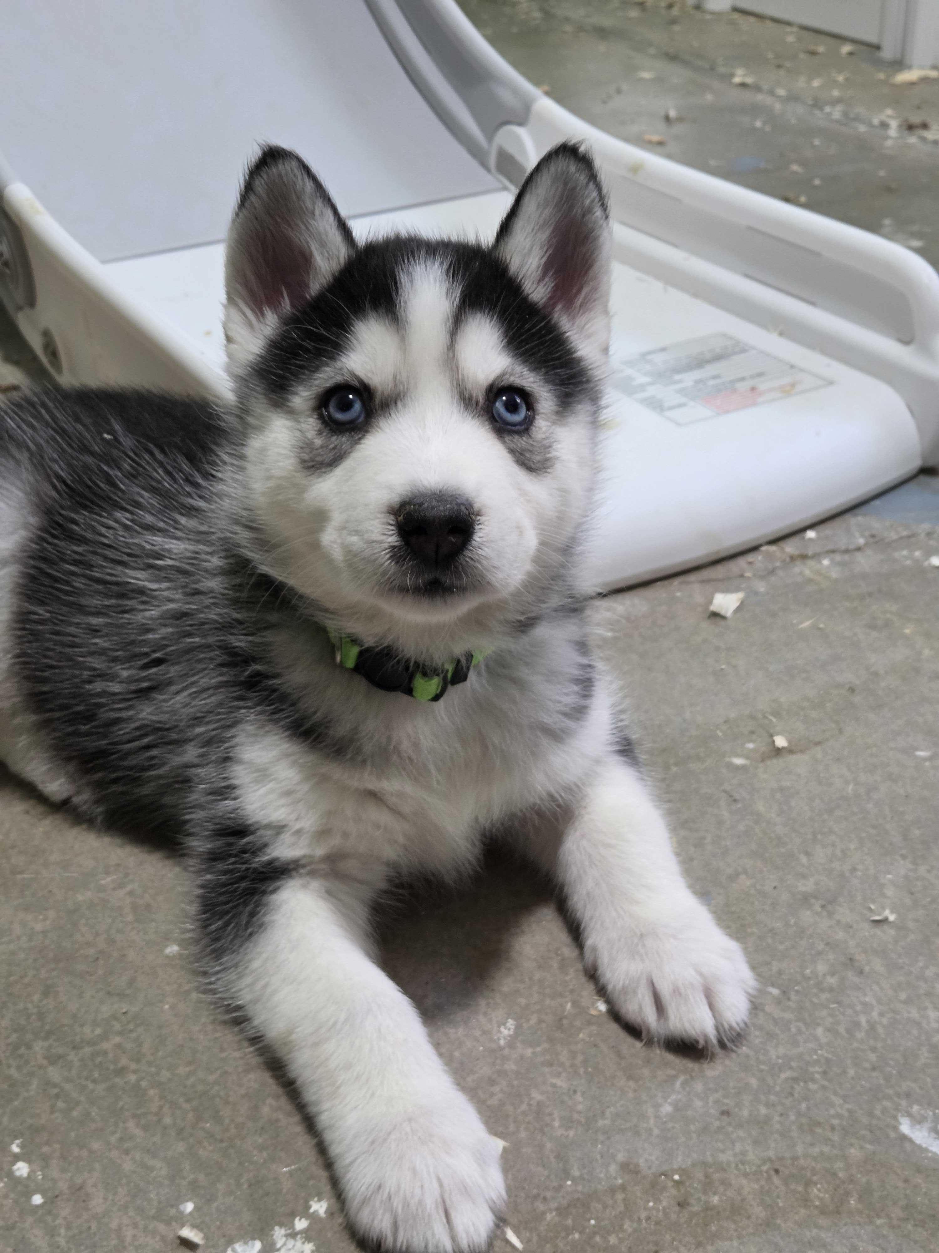 Enlarge Clementine, a Adopted Siberian Husky in Cottonwood Heights, UT image 4/6