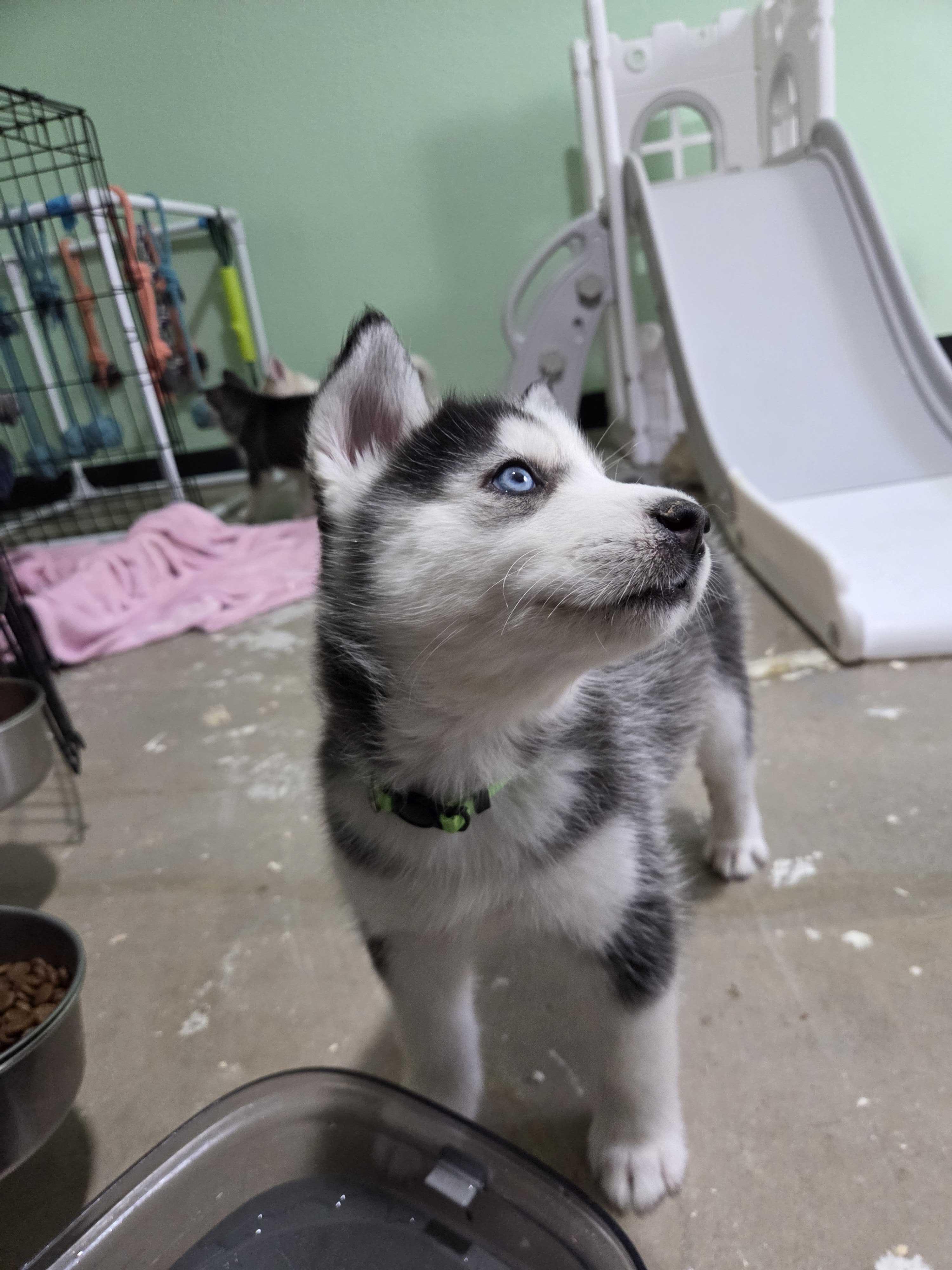 Enlarge Clementine, a Adopted Siberian Husky in Cottonwood Heights, UT image 5/6