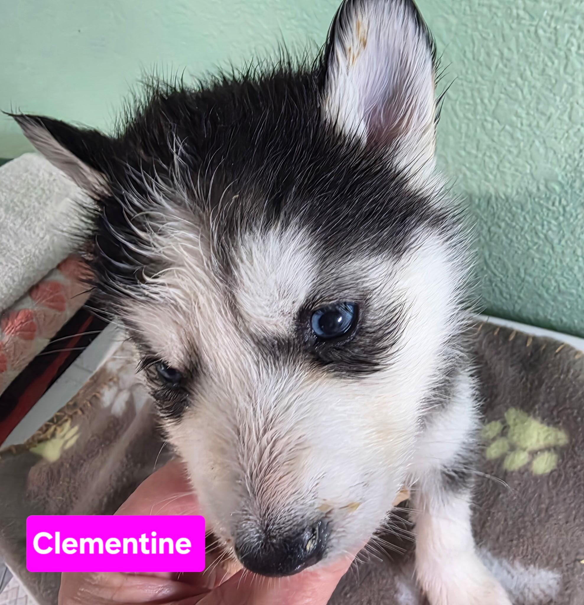 Enlarge Clementine, a Adopted Siberian Husky in Cottonwood Heights, UT image 6/6