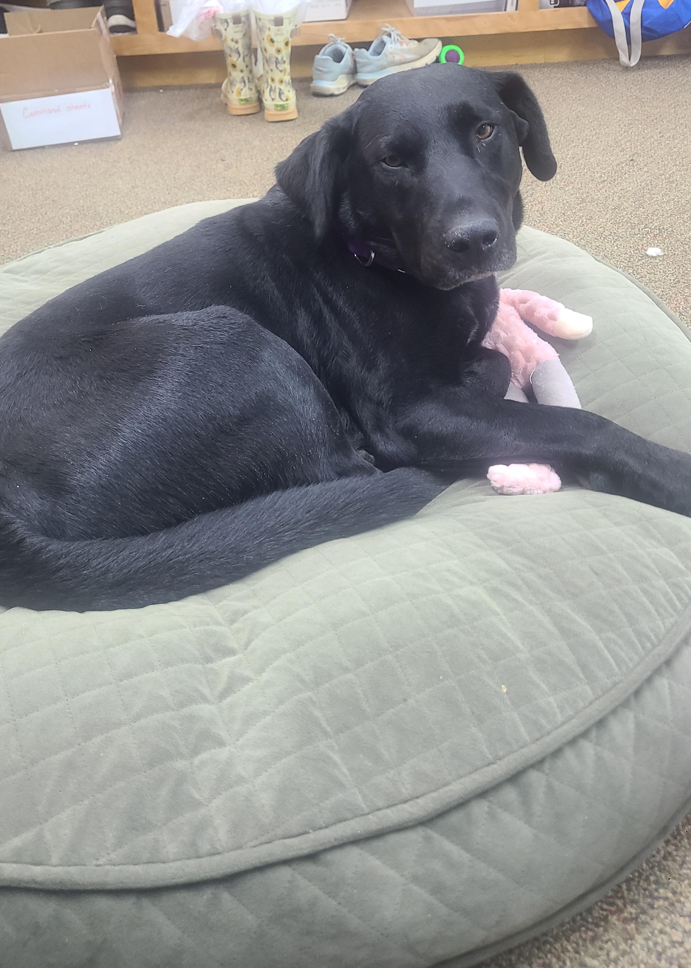 Artemis, adopted, Adult Male Labrador Retriever.