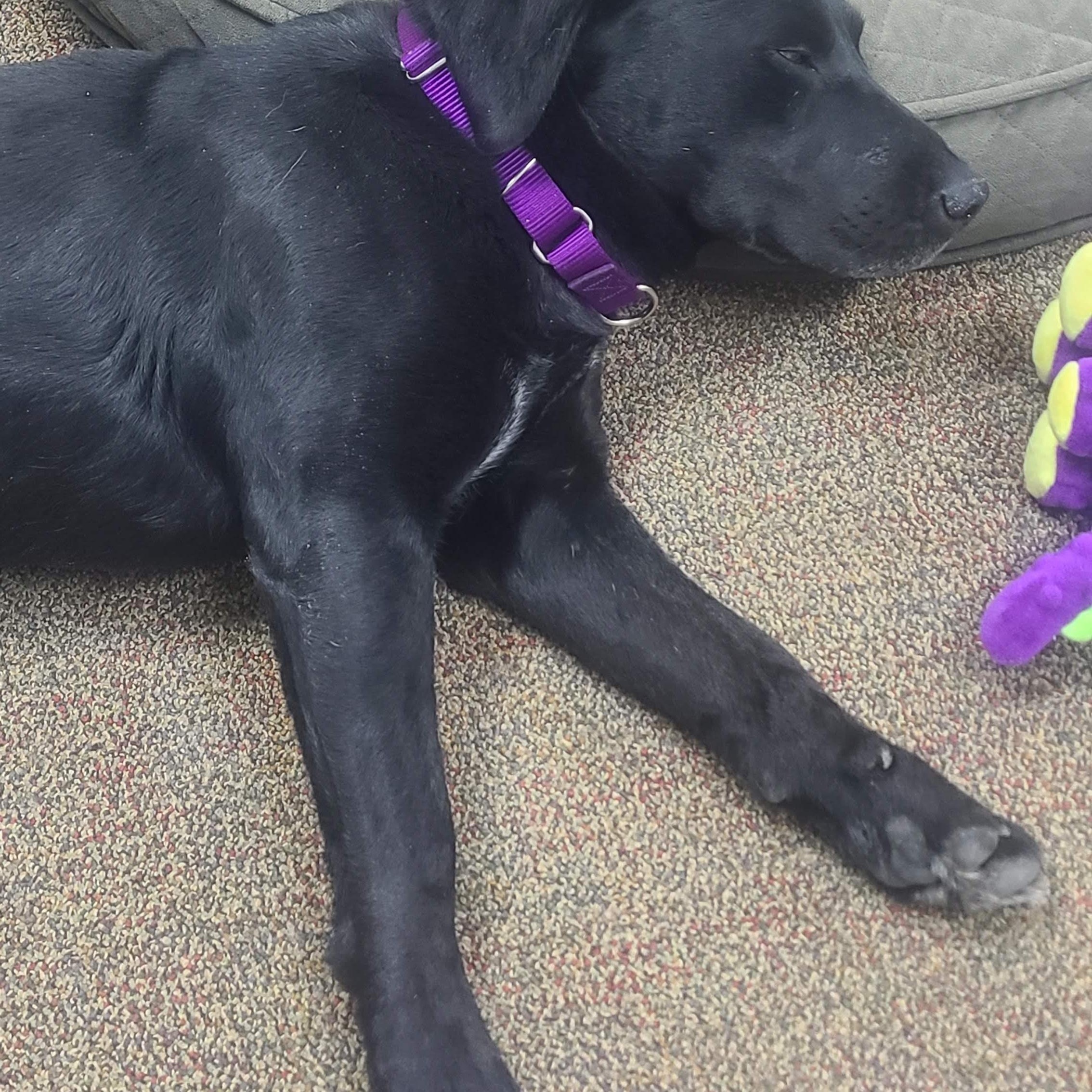 Enlarge Artemis, an adopted mixed breed in Newcastle, WY image 2/2