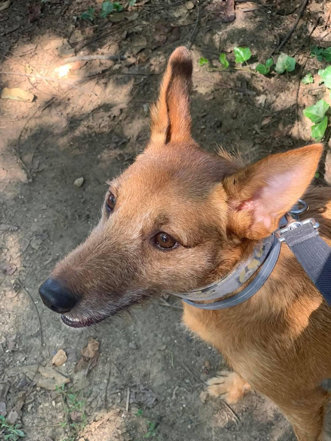 Faisca, a Adopted Portuguese Podengo in Garden Prairie, IL image 3/6