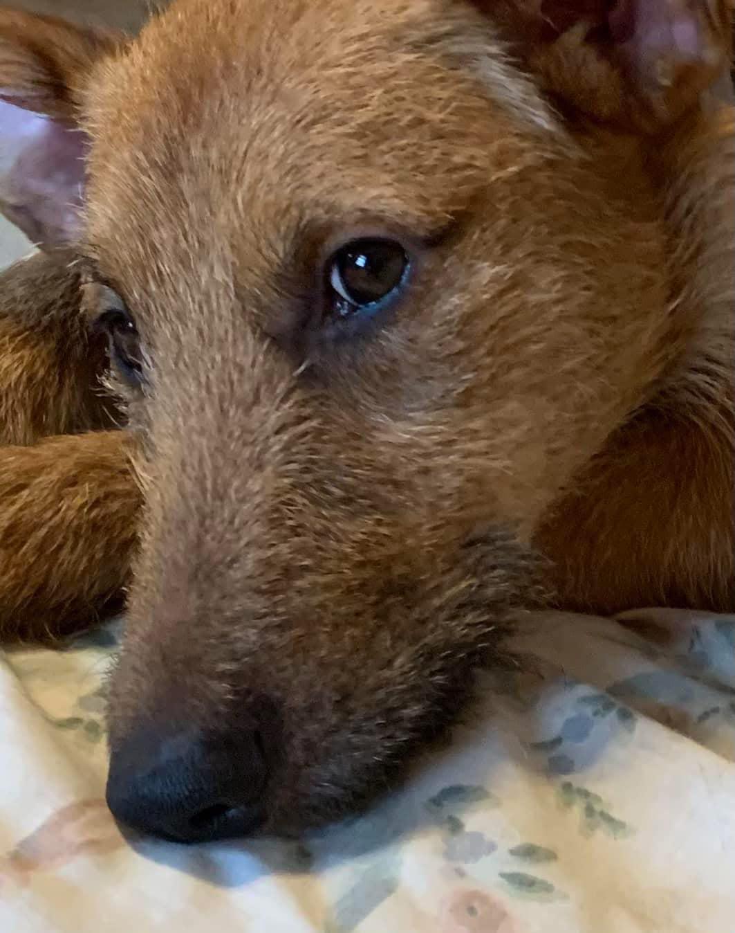 Faisca, a Adopted Portuguese Podengo in Garden Prairie, IL image 1/6