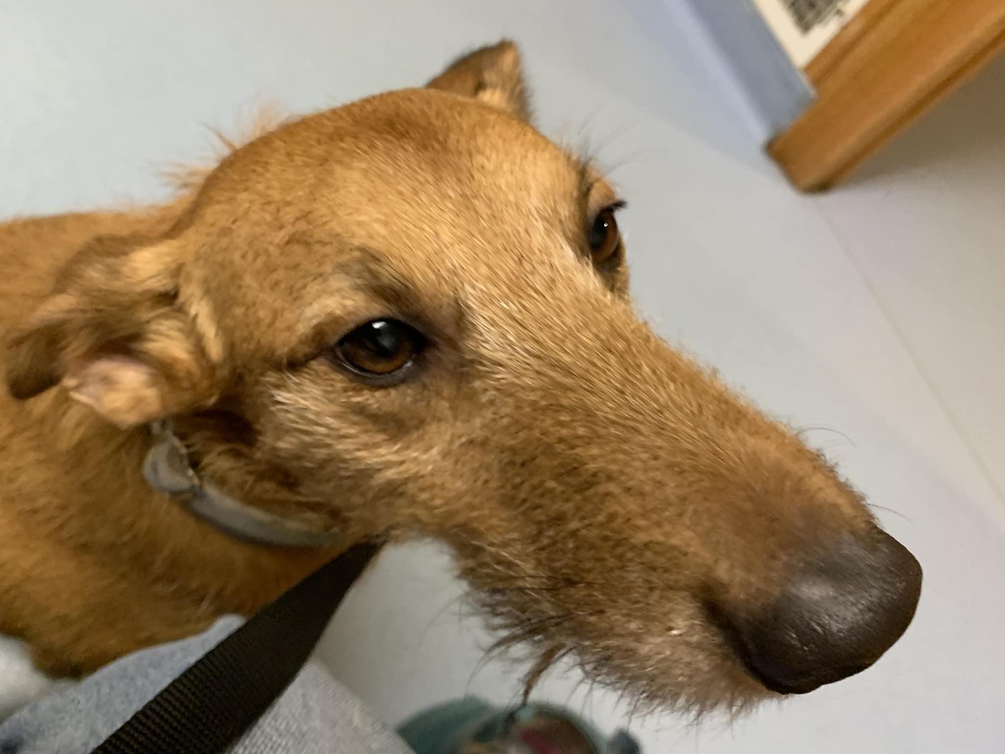 Faisca, a Adopted Portuguese Podengo in Garden Prairie, IL image 5/6