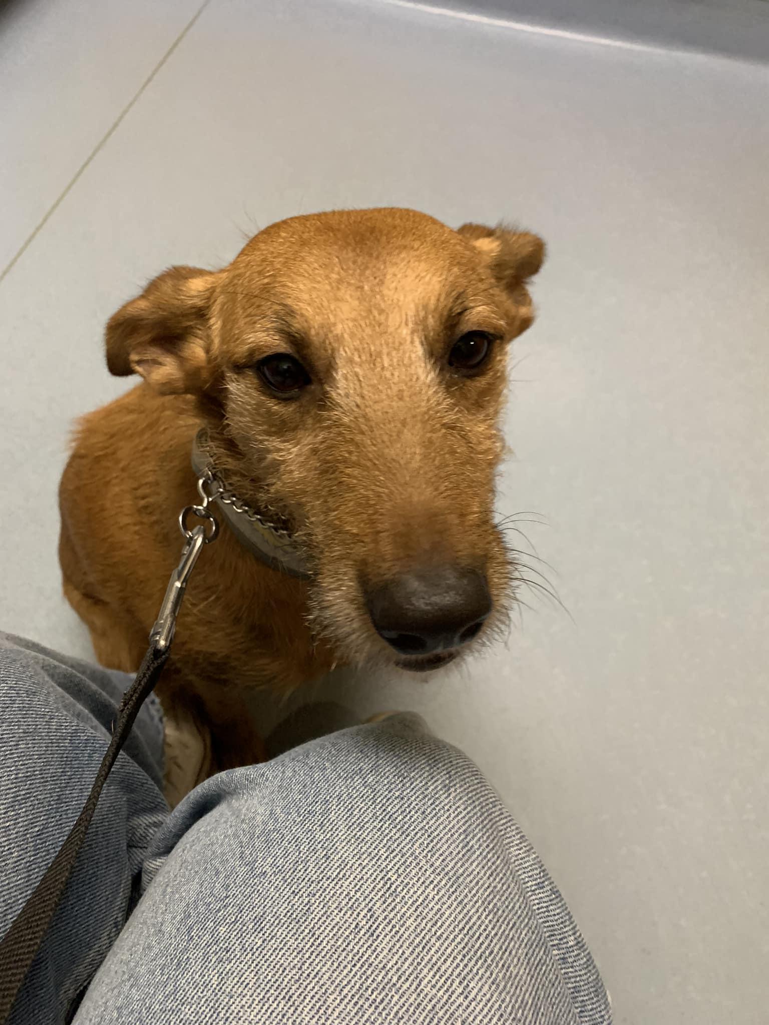 Faisca, a Adopted Portuguese Podengo in Garden Prairie, IL image 6/6