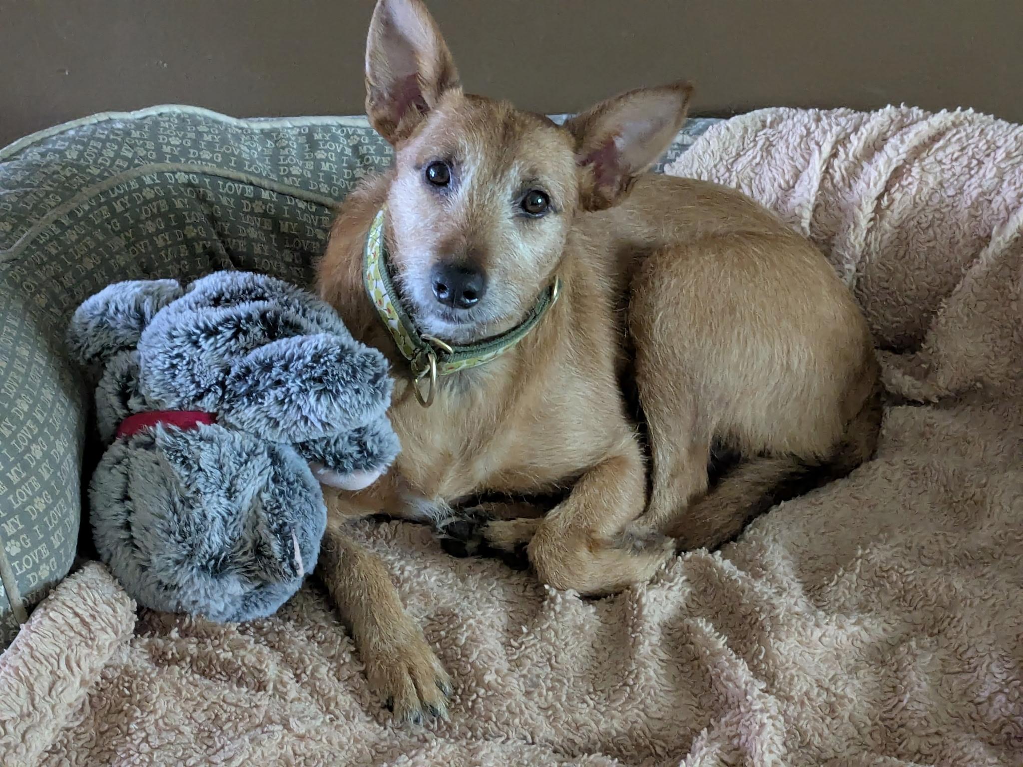 Faisca, a Adopted Portuguese Podengo in Garden Prairie, IL image 2/6