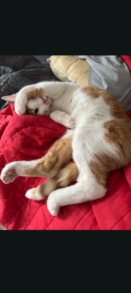 Enlarge Raych, a Adoptable Domestic Short Hair in Oak Park, MI image 1/3