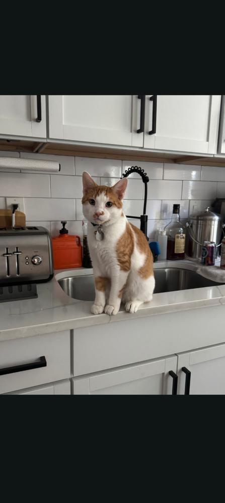 Enlarge Raych, a Adoptable Domestic Short Hair in Oak Park, MI image 2/3