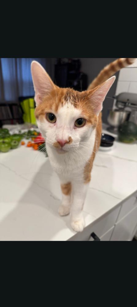 Enlarge Raych, a Adoptable Domestic Short Hair in Oak Park, MI image 3/3