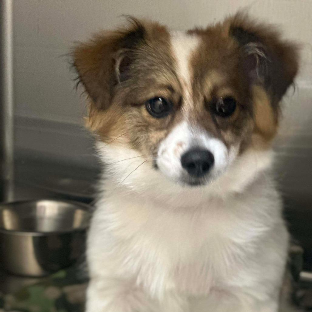 Daryl, a ADOPTABLE mixed breed in Fort Collins, CO image 1/3