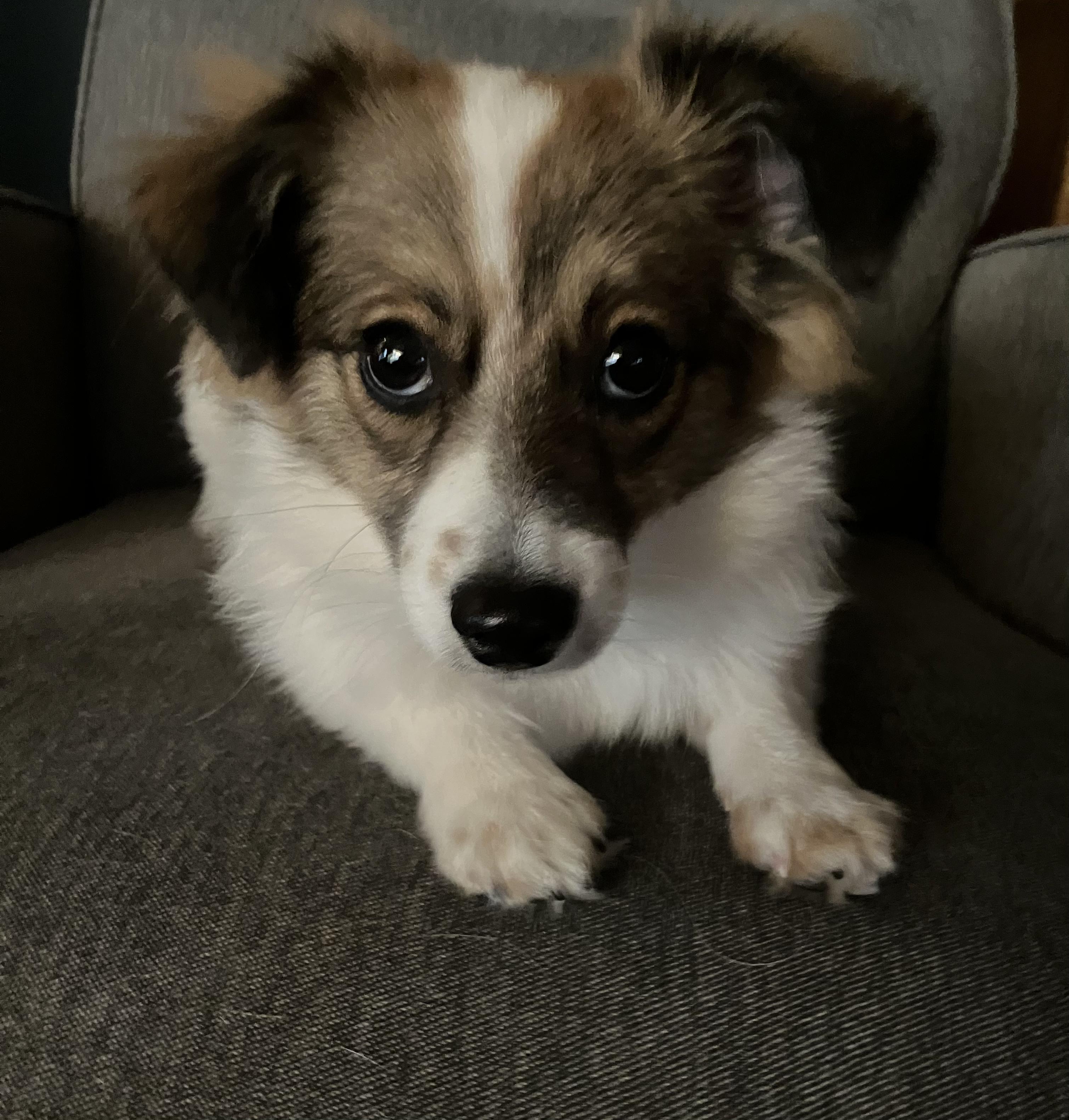 Daryl, a ADOPTABLE mixed breed in Fort Collins, CO image 2/3