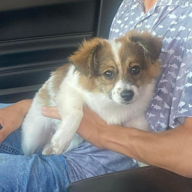 Daryl, a ADOPTABLE mixed breed in Fort Collins, CO image 3/3