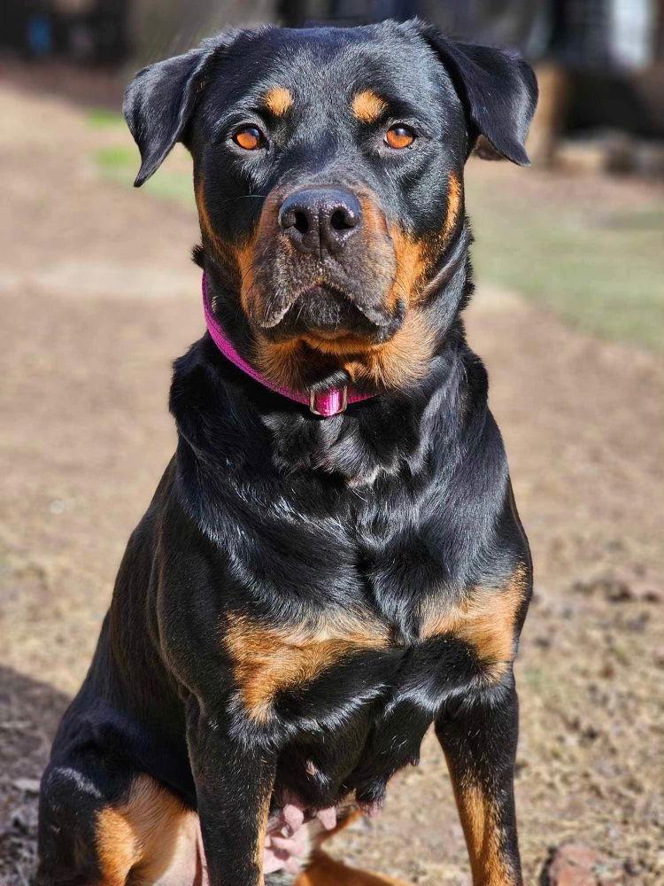 Abby, a Adoptable Rottweiler in Cary, NC image 1/3