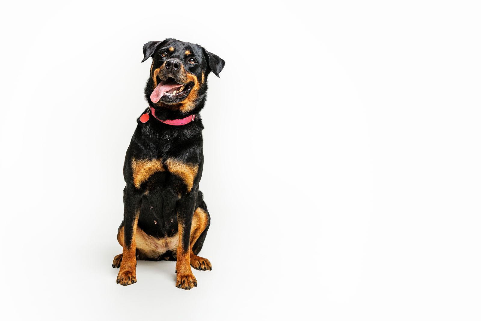 Abby, a Adoptable Rottweiler in Cary, NC image 2/3
