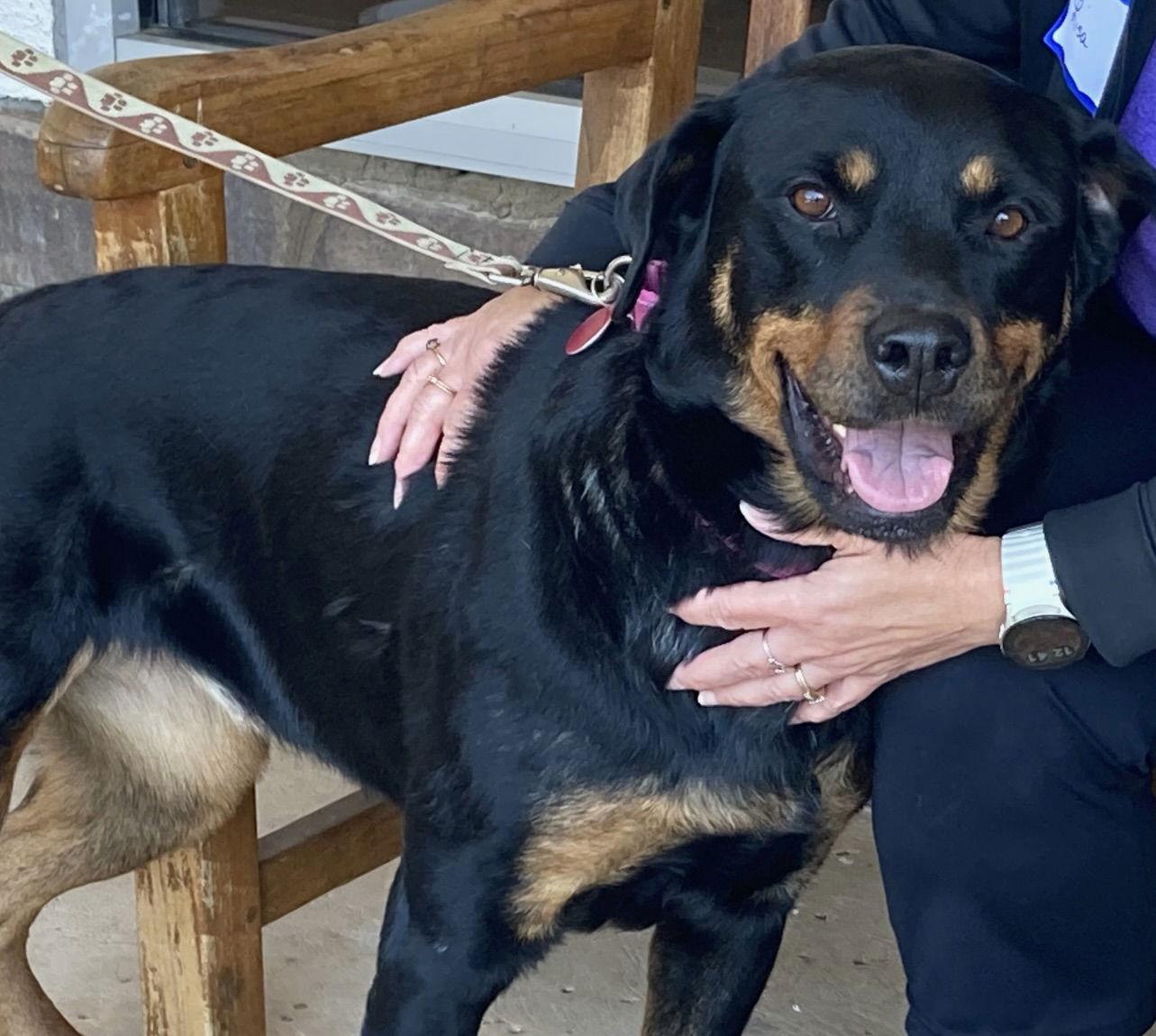 Abby, a Adoptable Rottweiler in Cary, NC image 3/3