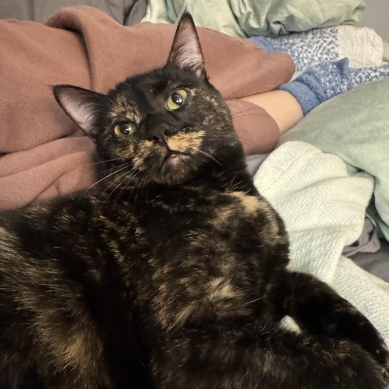 Enlarge Amelia, a Adoptable mixed breed in Pitman, NJ image 2/5