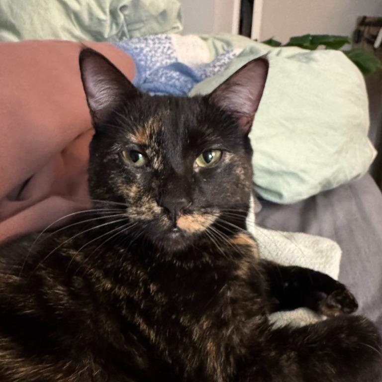 Enlarge Amelia, a Adoptable mixed breed in Pitman, NJ image 3/5