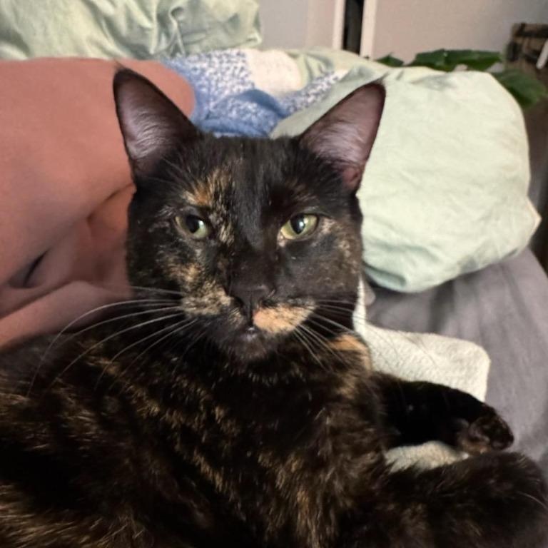 Enlarge Amelia, a Adoptable mixed breed in Pitman, NJ image 4/5