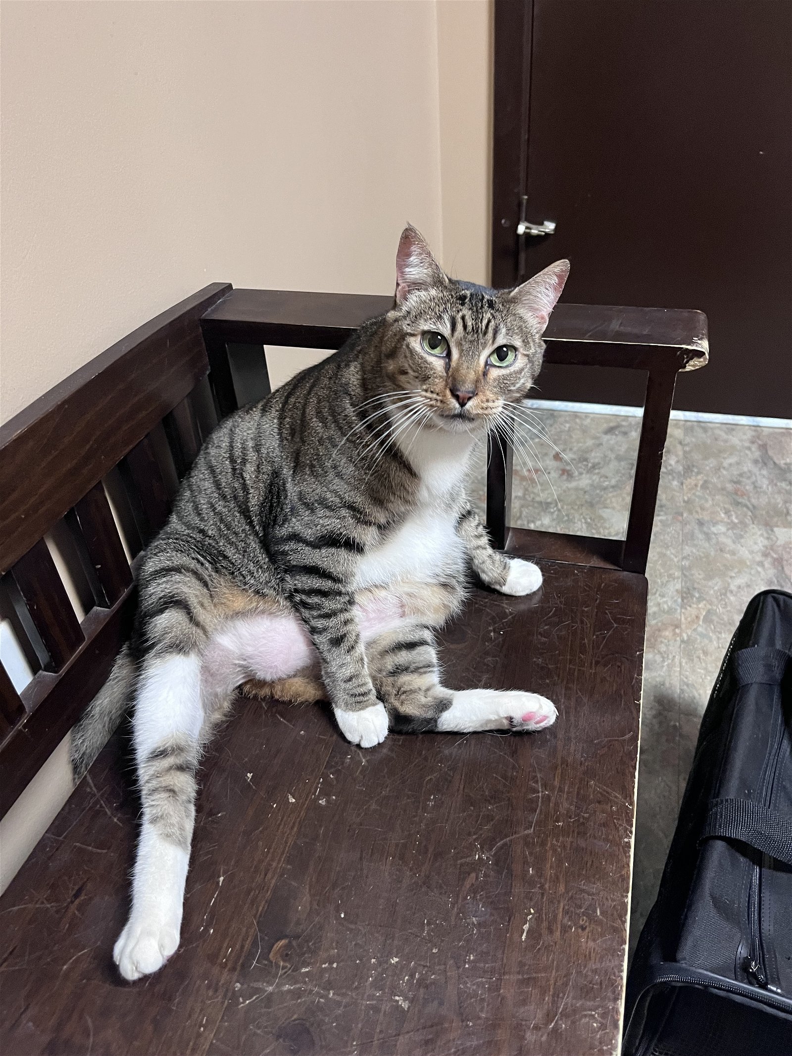 Cat for adoption Cleo, a Domestic Short Hair in Bellevue, WA Petfinder