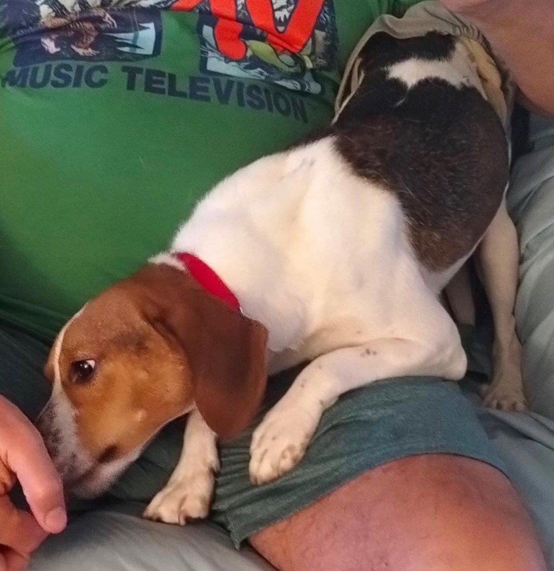 Enlarge Beasley, a Adoptable Beagle in Dunnellon, FL image 1/3