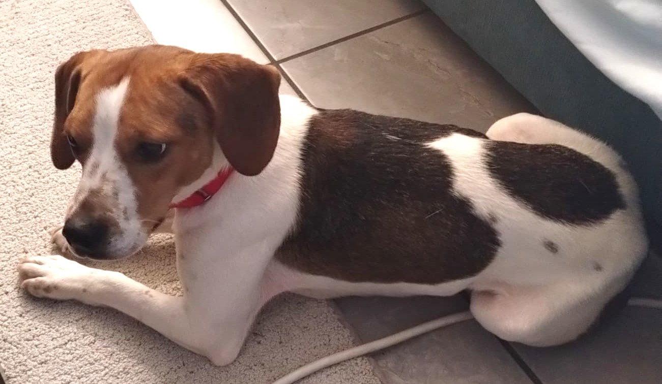 Enlarge Beasley, a Adoptable Beagle in Dunnellon, FL image 2/3