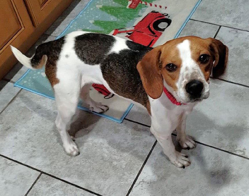 Enlarge Beasley, a Adoptable Beagle in Dunnellon, FL image 3/3