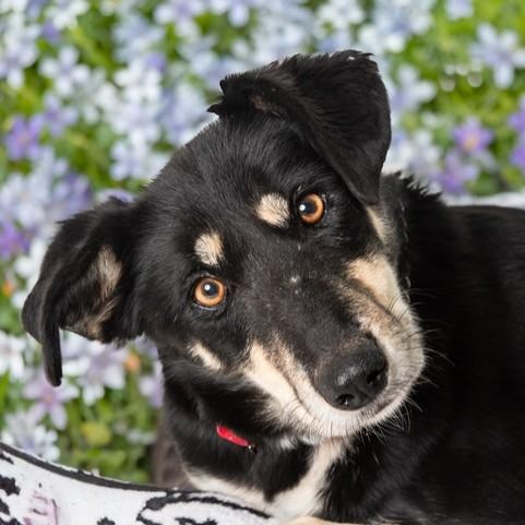 Sheba, an adopted mixed breed in San Andreas, CA image 1/2