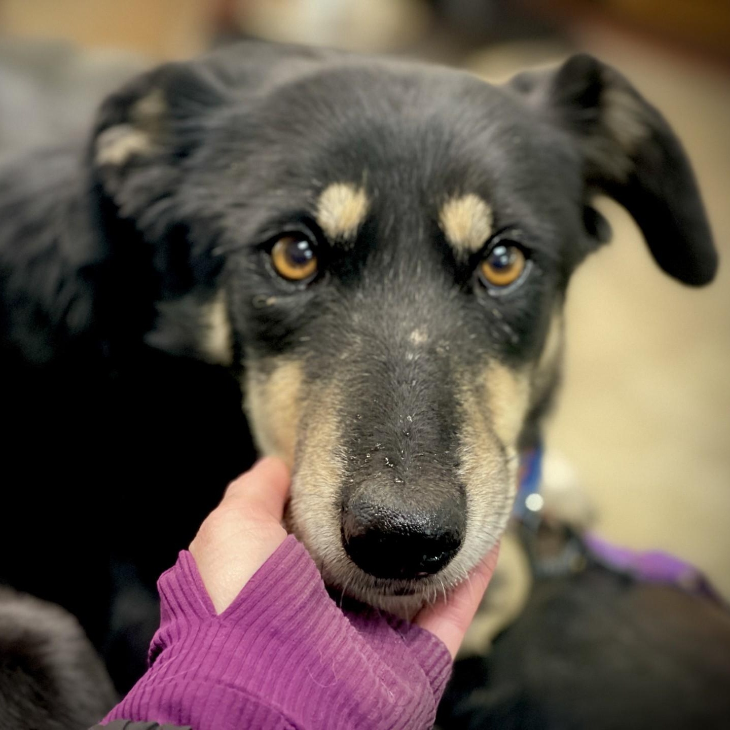 Sheba, an adopted mixed breed in San Andreas, CA image 2/2