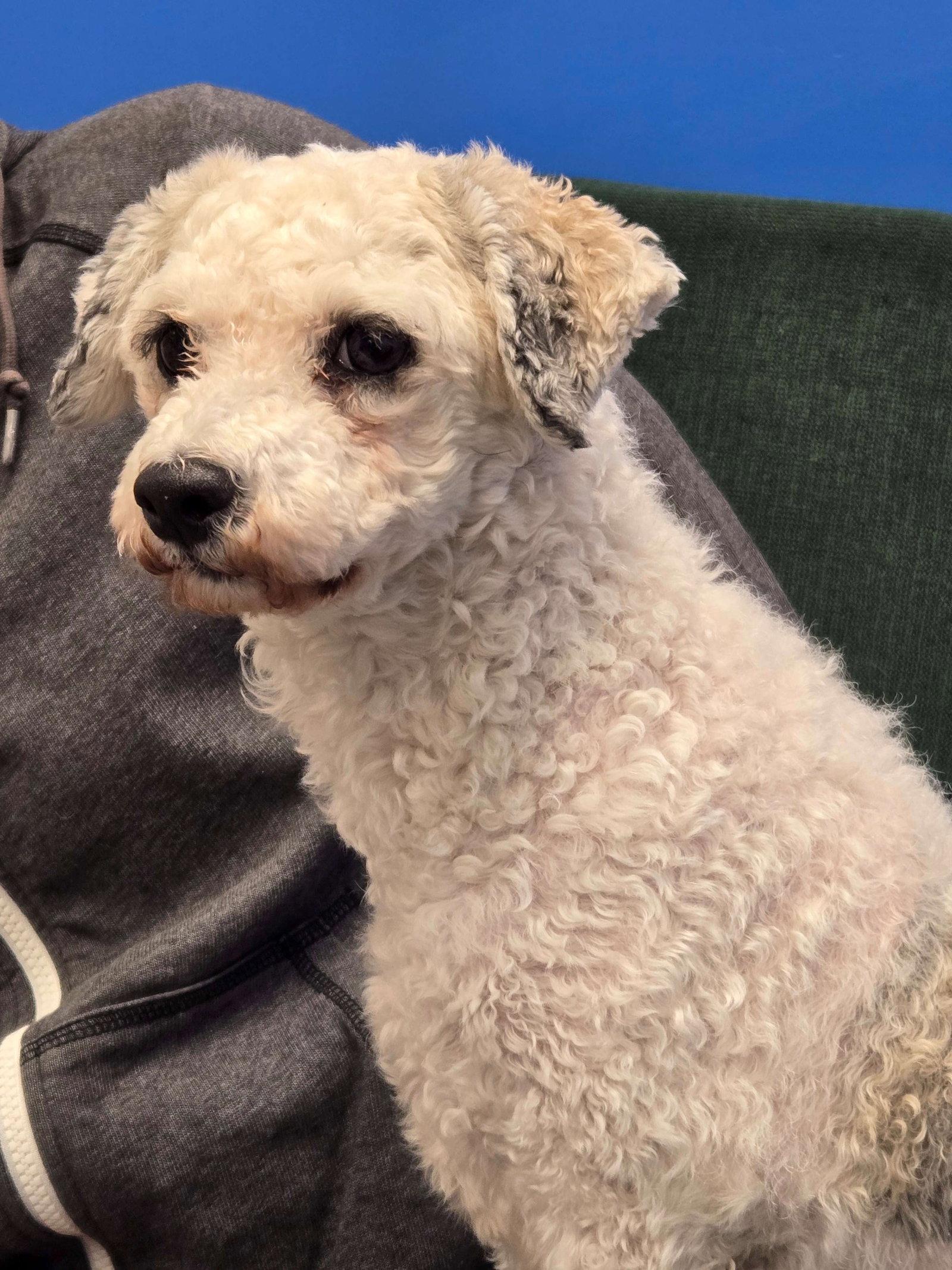 Maya, a Adopted Poodle in Cliffwood, NJ image 1/2