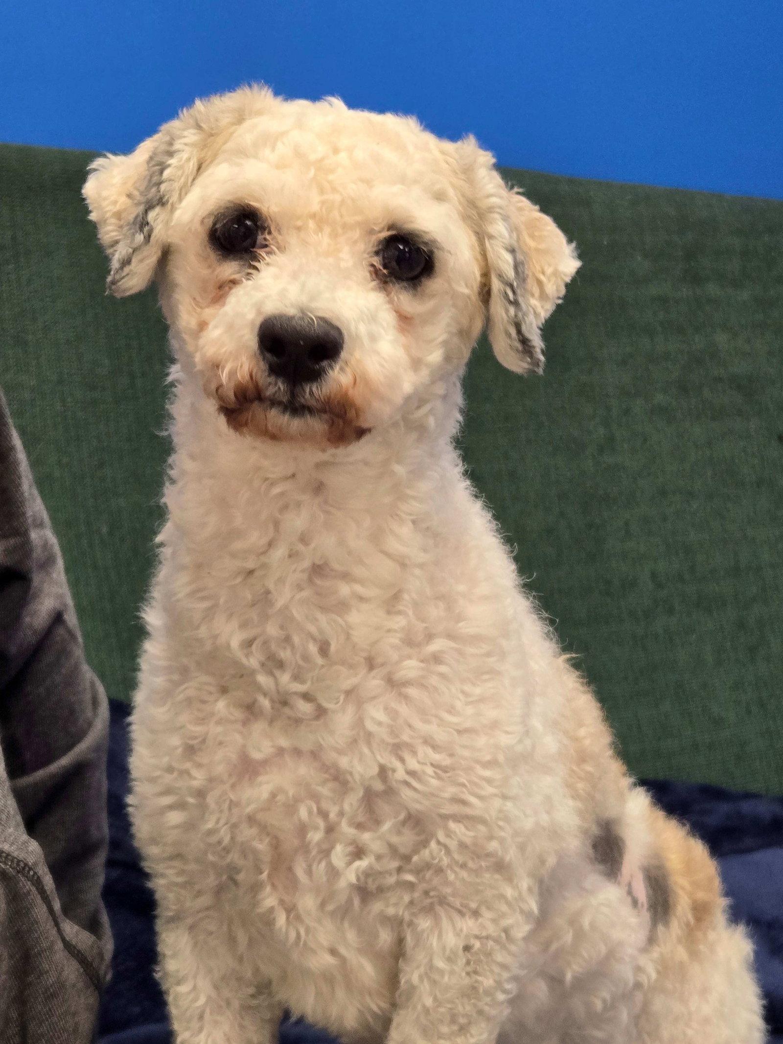 Maya, a Adopted Poodle in Cliffwood, NJ image 2/2