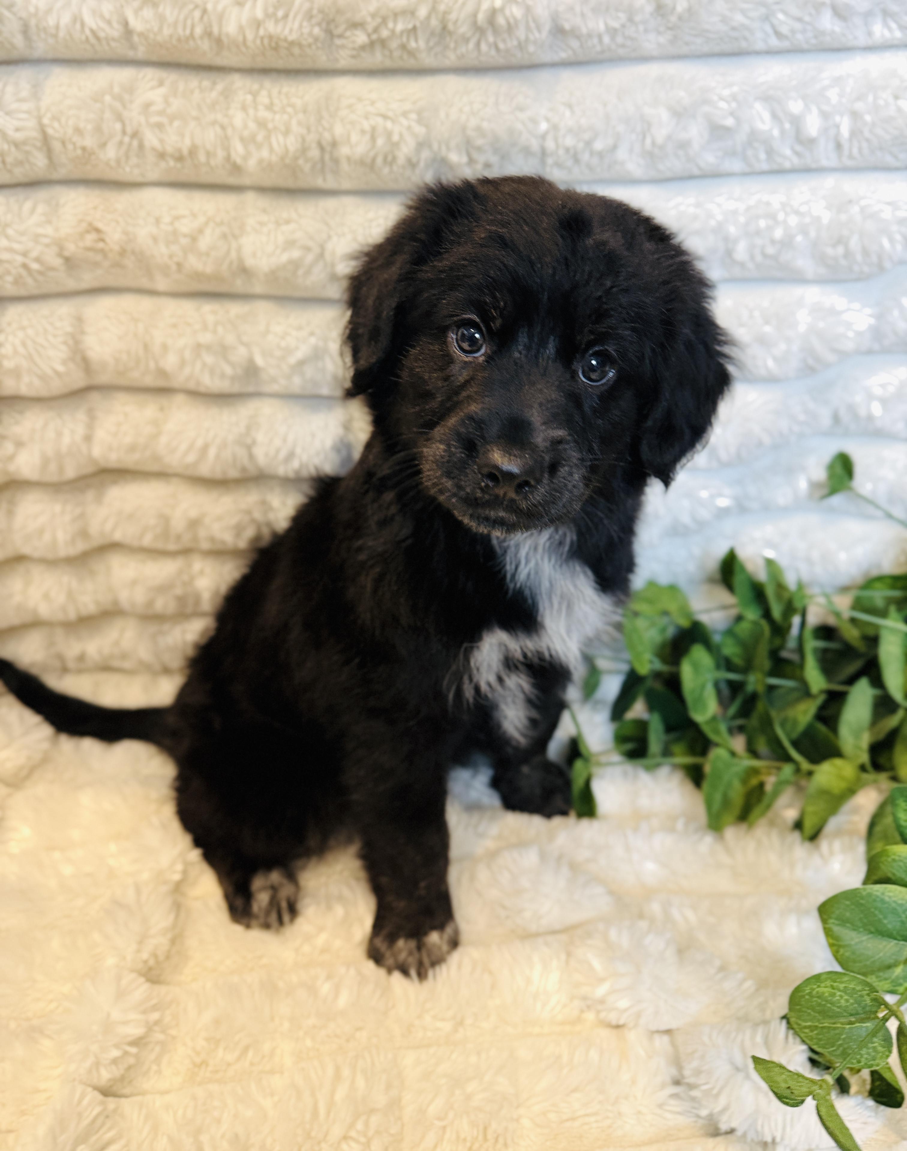 Ferguson, ADOPTABLE, Puppy Male Australian Shepherd.