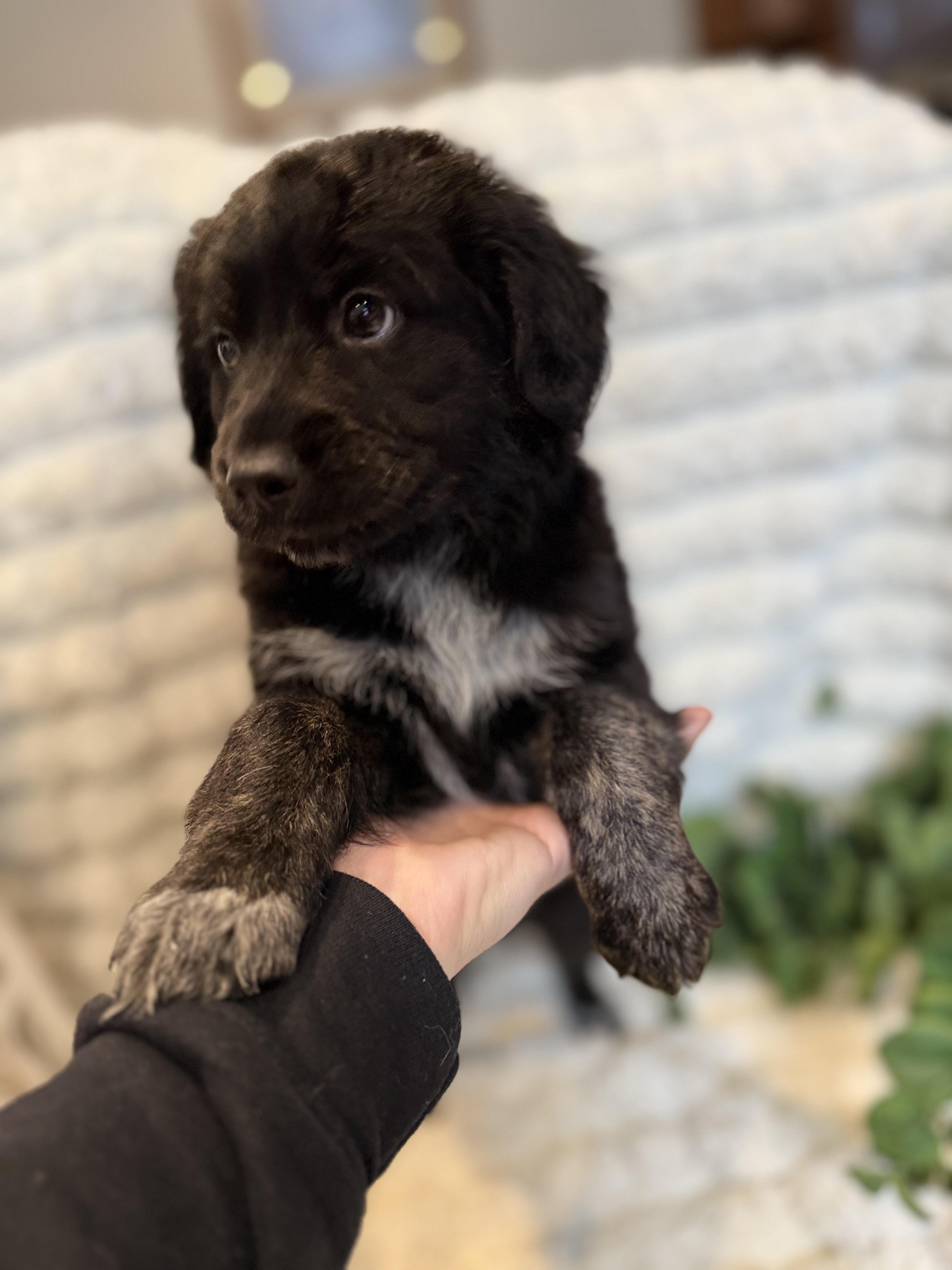 Ferguson, a ADOPTABLE mixed breed in Hustisford , WI image 2/3