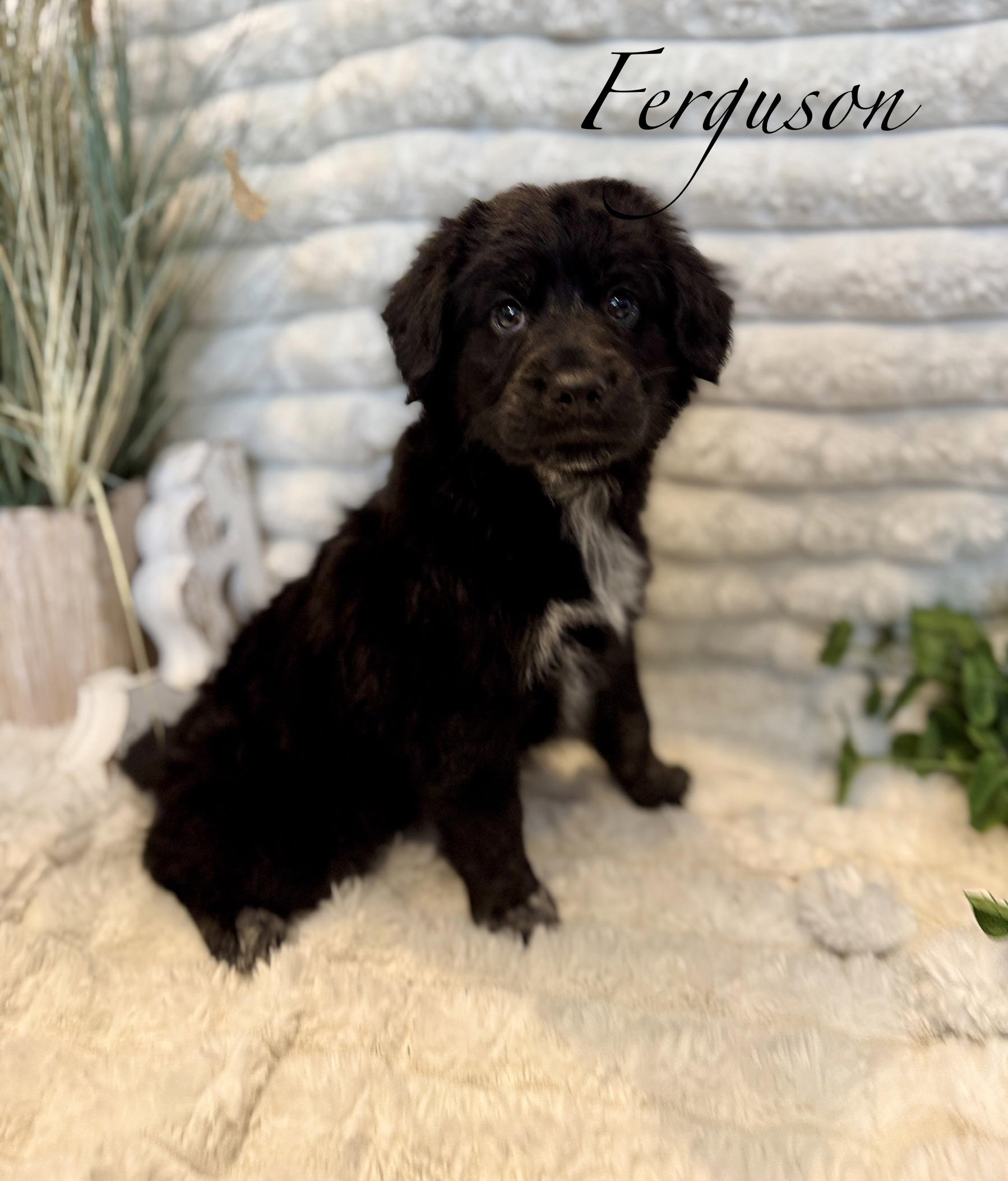 Ferguson, a ADOPTABLE mixed breed in Hustisford , WI image 3/3