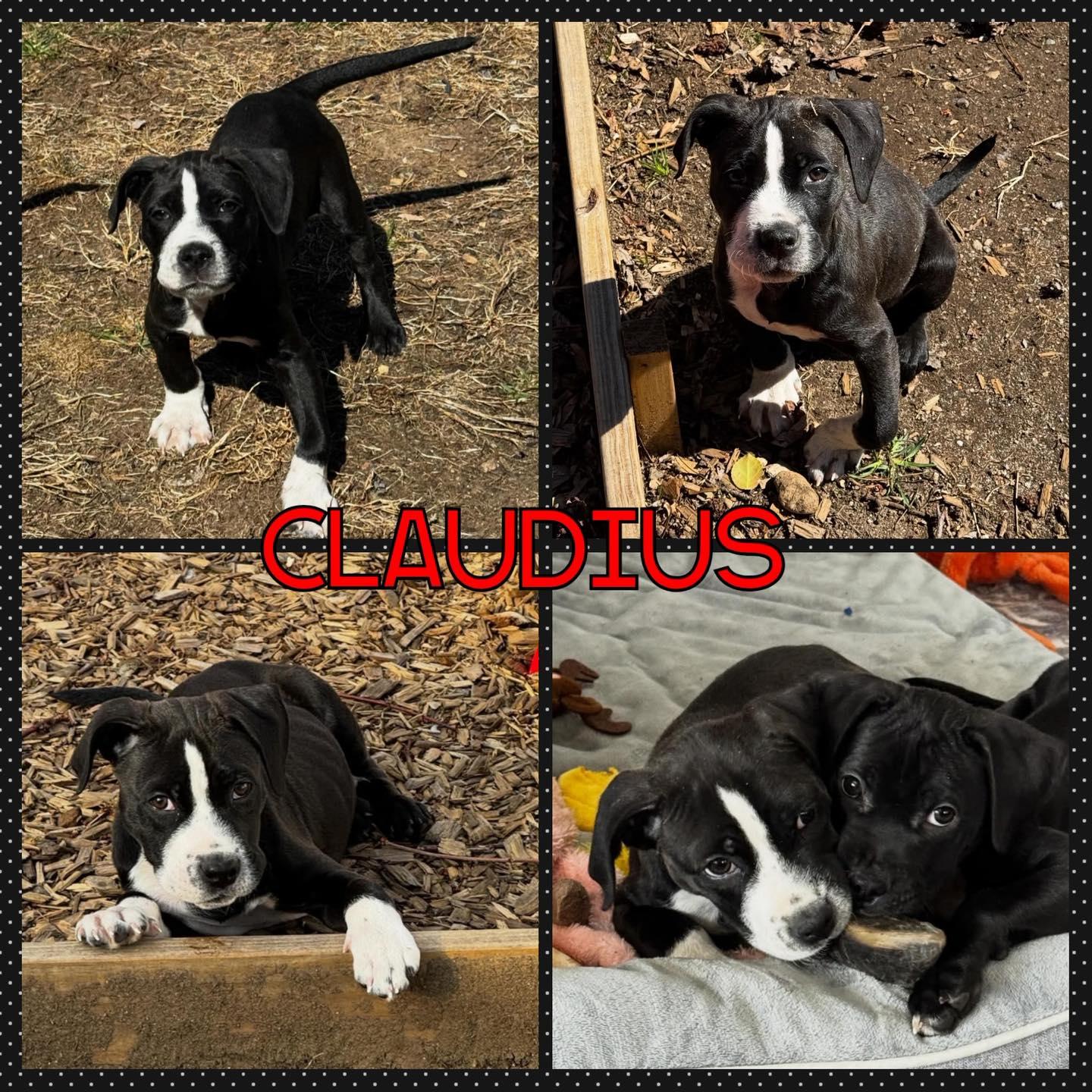 Enlarge Claudius, a ADOPTABLE mixed breed in Stamford, CT image 1/1