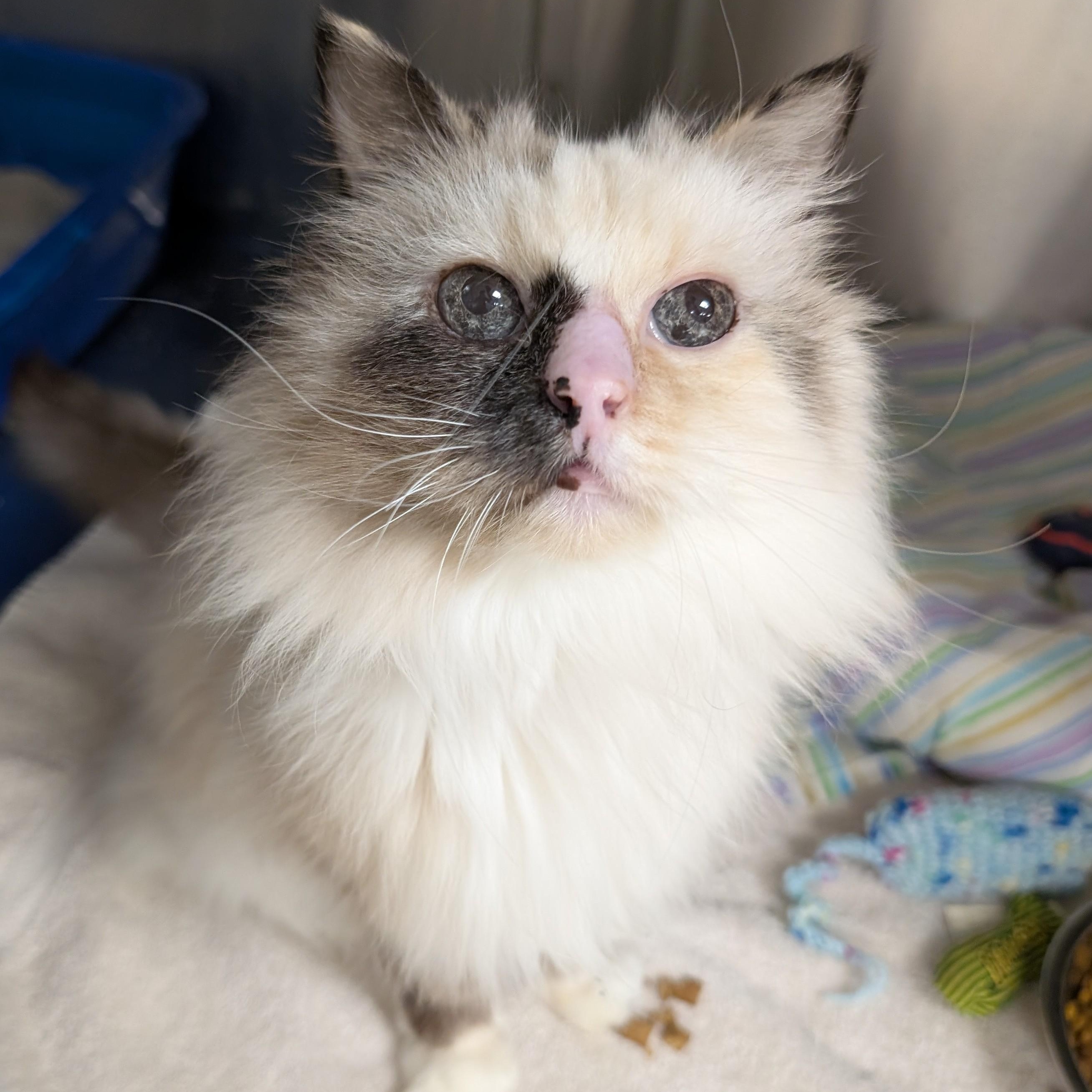 Rose, Adoptable, Adult Female Birman & Tortoiseshell.