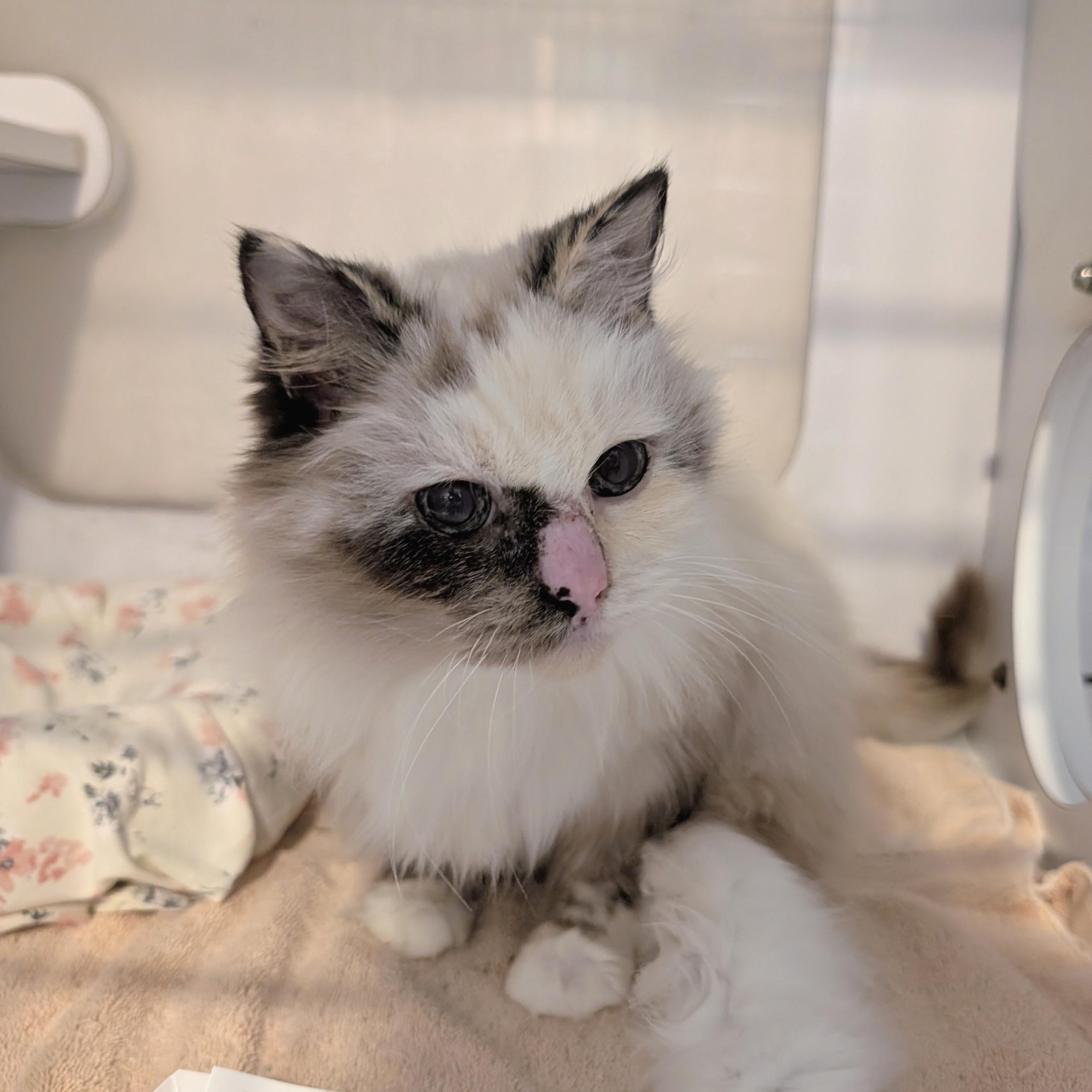 Rose, a Adoptable mixed breed in West Palm Beach, FL image 3/3