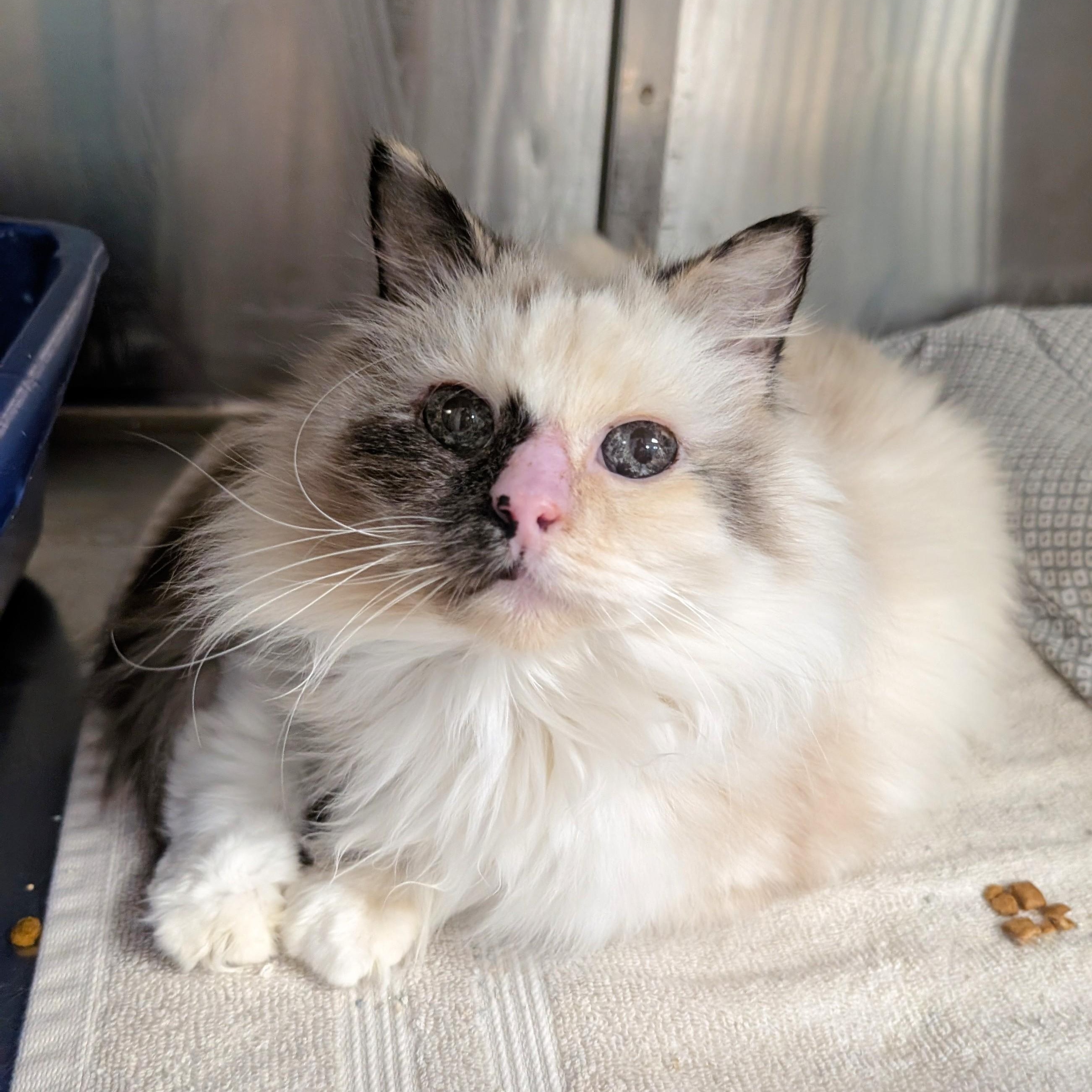 Rose, a Adoptable mixed breed in West Palm Beach, FL image 2/3