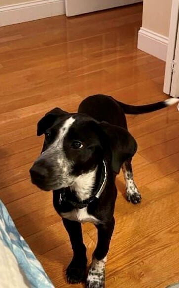 Moose, Adopted, Puppy Male Labrador Retriever & Mixed Breed.