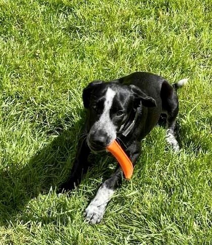 Enlarge Moose, a Adopted mixed breed in Norfolk, MA image 2/24