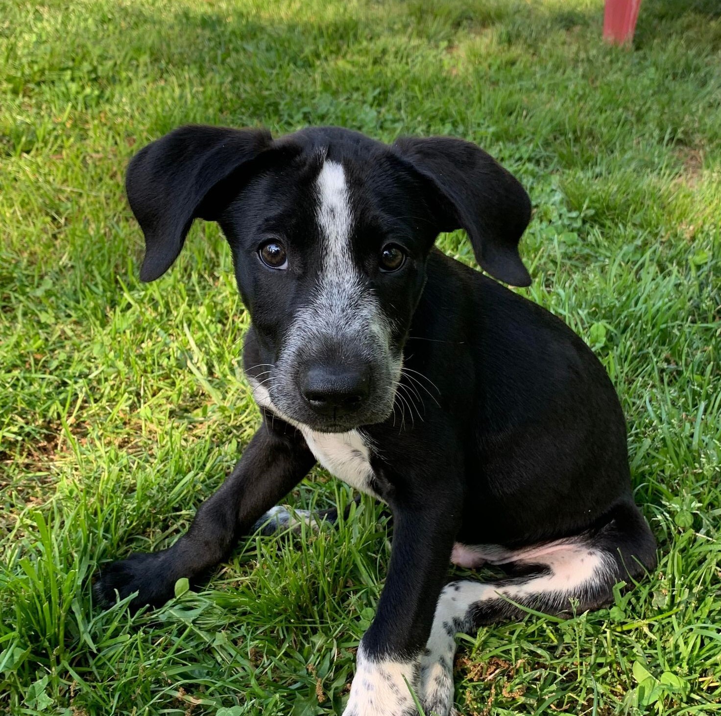 Enlarge Moose, a Adopted mixed breed in Norfolk, MA image 4/24