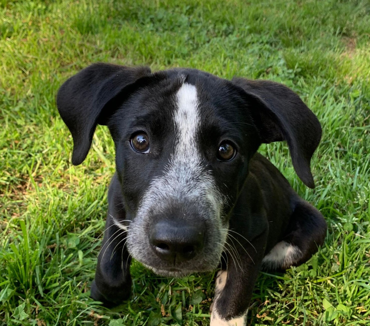 Enlarge Moose, a Adopted mixed breed in Norfolk, MA image 5/24