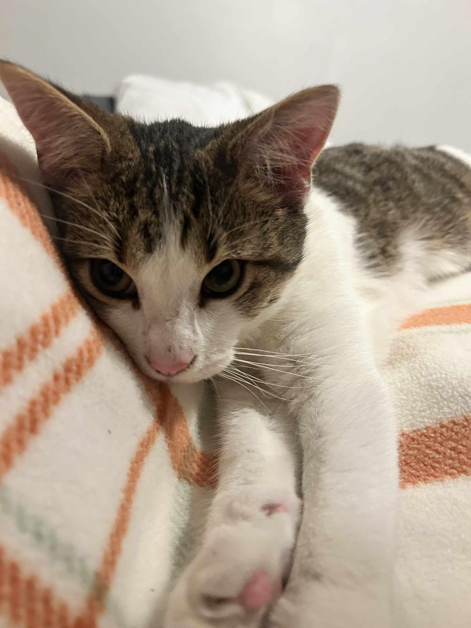 Thai, a Adoptable Domestic Short Hair in Loveland, OH image 4/4